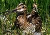 Common Snipe (Gallinago gallinago)