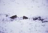 Common Snipe pair in snow (Gallinago gallinago)