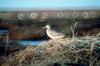 Bar-tailed Godwit (Limosa lapponica)