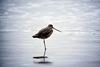 Marbled Godwit (Limosa fedoa)