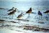 Sandpiper (Scolopacidae)