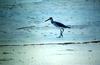 Sandpiper (Scolopacidae)