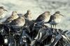 Rock Sandpiper (Calidris ptilocnemis)