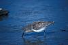 Western Sandpiper (Calidris mauri)