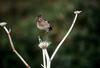 Wood Sandpiper (Tringa glareola)