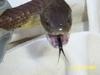snakes