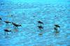 Dowitcher (Limnodromus sp.)