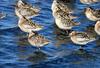 Short-billed Dowitcher (Limnodromus griseus)