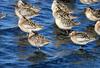 Short-billed Dowitcher (Limnodromus griseus)