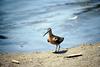 Long-billed Dowitcher (Limnodromus scolopaceus)