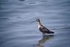 Long-billed Dowitcher (Limnodromus scolopaceus)