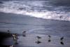 Sanderling (Calidris alba)