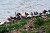 Willet flock (Catoptrophorus semipalmatus)