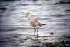 Willet (Catoptrophorus semipalmatus)