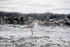 Willet (Catoptrophorus semipalmatus)