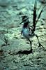 Willet chick (Catoptrophorus semipalmatus)