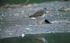 Greater Yellowlegs (Tringa melanoleuca)