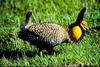 Attwater's Prairie-Chicken (Tympanuchus cupido attwateri)