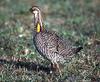 Attwater's Prairie-Chicken (Tympanuchus cupido attwateri)