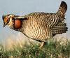 Lesser Prairie-Chicken (Tympanuchus pallidicinctus)