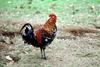 Red Jungle Fowl  (Gallus gallus)