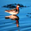 Red-necked Phalarope (Phalaropus lobatus)