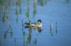 Red-necked Phalarope (Phalaropus lobatus)