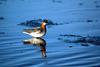 Red-necked Phalarope (Phalaropus lobatus)