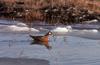 Red Phalarope (Phalaropus fulicaria)