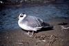 Red Phalarope (Phalaropus fulicaria)