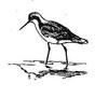 Wilson's Phalarope (Phalaropus tricolor)