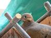 Mourning Dove- Nesting