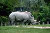 White Rhinoceros (Ceratotherium simum)