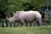 White Rhinoceros (Ceratotherium simum)