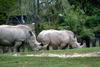 White Rhinoceros (Ceratotherium simum)