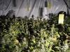 weed
