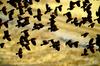 Red-winged Blackbird flock in flight (Agelaius phoeniceus)