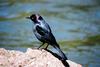 Brewer's Blackbird (Euphagus cyanocephalus)