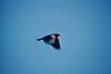 Red-winged Blackbird in flight (Agelaius phoeniceus)