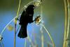 Red-winged Blackbird (Agelaius phoeniceus)