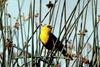 Yellow-headed Blackbird (Xanthocephalus xanthocephalus)