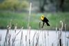 Yellow-headed Blackbird (Xanthocephalus xanthocephalus)