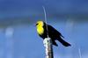 Yellow-headed Blackbird (Xanthocephalus xanthocephalus)