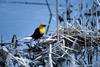 Yellow-headed Blackbird (Xanthocephalus xanthocephalus)