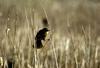 Yellow-headed Blackbird (Xanthocephalus xanthocephalus)