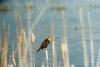 Yellow-headed Blackbird (Xanthocephalus xanthocephalus)