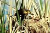 Yellow-headed Blackbird (Xanthocephalus xanthocephalus)