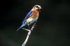 Eastern Bluebird (Sialia sialis)