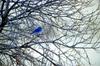 Mountain Bluebird (Sialia currucoides)