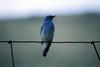 Mountain Bluebird (Sialia currucoides)